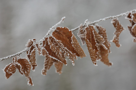 冬天结冰的树叶与雪隔离物特写高清图片