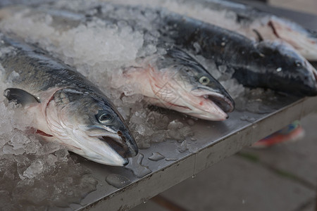 鱼市柜台上新鲜捕获的海鱼柠檬木板食物海鲜美食鳟鱼海洋烹饪钓鱼眼睛格陵兰高清图片素材