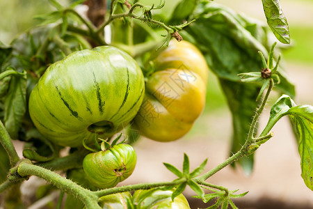 番茄树生物蔬菜花园背景图片