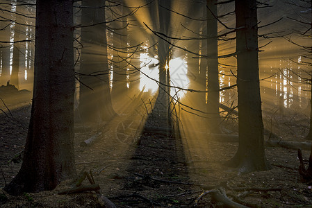 阳光透过树林针叶自然高清图片