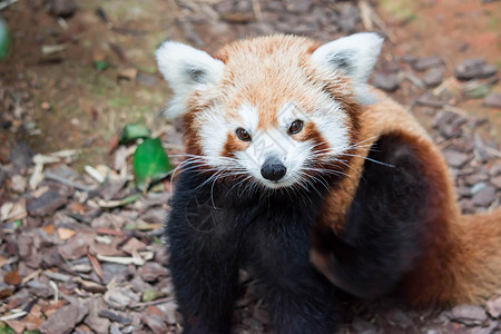 一只非常可爱的小熊猫 也称为小熊猫 红熊猫或红猫熊 同时寻找食物哺乳动物野生动物毛皮荒野公园森林动物大熊猫竹子栖息地尼泊尔高清图片素材