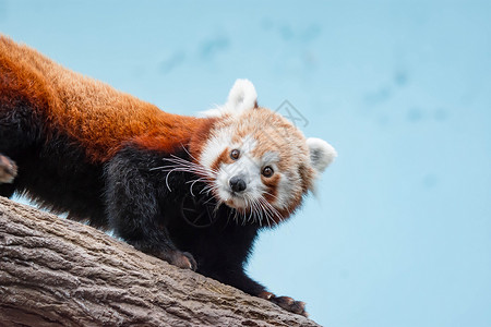 一只非常可爱的小熊猫 也称为小熊猫 红熊猫或红猫熊 同时寻找食物公园大熊猫宠物森林动物毛皮富根哺乳动物野生动物栖息地竹子高清图片素材