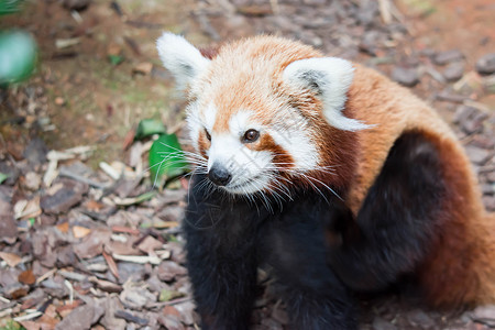 一只非常可爱的小熊猫 也称为小熊猫 红熊猫或红猫熊 同时寻找食物大熊猫宠物哺乳动物富根竹子野生动物栖息地毛皮公园荒野自然高清图片素材