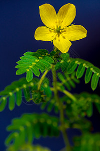 小卡龙头黄花杂草陆地绿色植物白色草本植物菱角热带叶子野花宏观背景图片