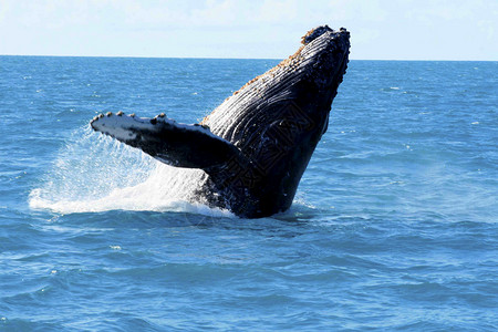 独角鲸观视座头鲸背景