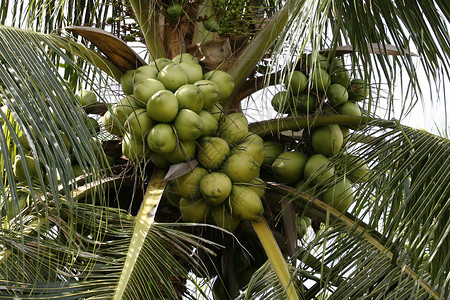 椰子种植农场背景图片