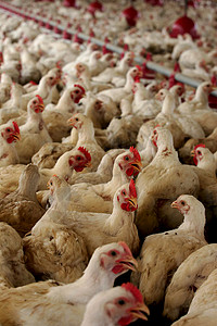 在巴西的鸡肉养鸡场动物鸡舍小鸡食物乡村农场农村家禽工厂养殖年轻的高清图片素材
