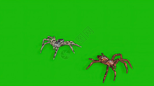 3D插图 - 两只蜘蛛在绿色屏幕上 令人毛骨悚然的爬行背景图片