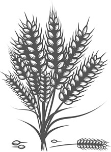 小麦矢量图小麦面包耳朵 谷物作物素描手绘矢量图 白色背景的黑耳朵被隔离插画