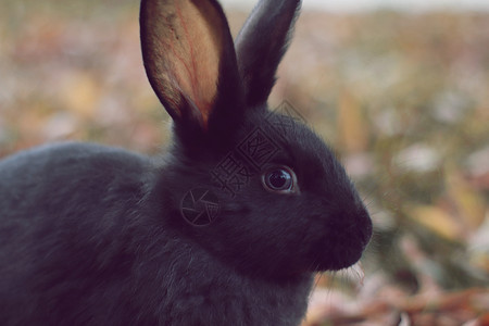 超薄柔棉黄叶和绿叶上的黑兔子哺乳动物选择性野兔黑色耳朵鞋兔场地木兔尾巴红色背景