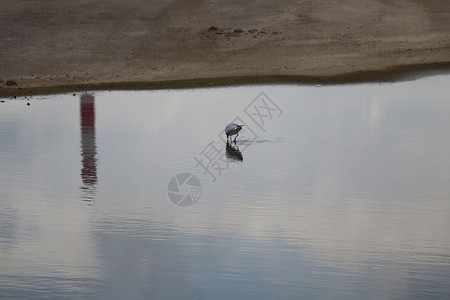 一只海鸥在阴云的一天 在水上行走高清图片