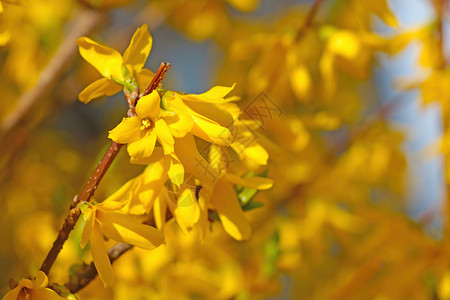 春天在公园里盛开的连翘 明亮的黄色 2021 年的趋势 春天 花园里开花的灌木丛中散发出芬芳的气味花朵园艺枝条叶子植物群晴天边界背景图片