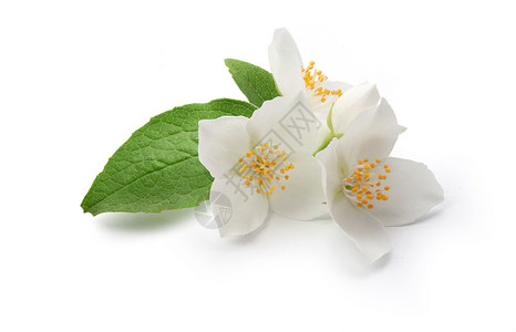 明亮的茉莉花分枝花朵花序植物香味气味香水绿色香气树叶白色背景图片