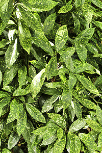 日本紫杉计划雨滴花园水滴植物群粳稻园艺美丽环境色调树叶背景图片