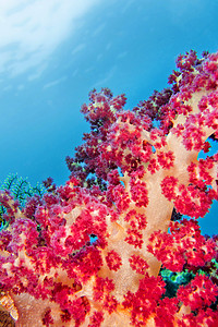 蓝珊瑚多树种 软珊瑚 Lembeh 北苏拉威西 印度尼西亚 亚洲主题荒野保护环境保护生物学海洋多样性珊瑚礁动物野生动物背景