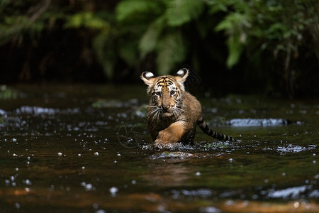 孟加拉虎幼崽在河里对着镜头跑高清图片