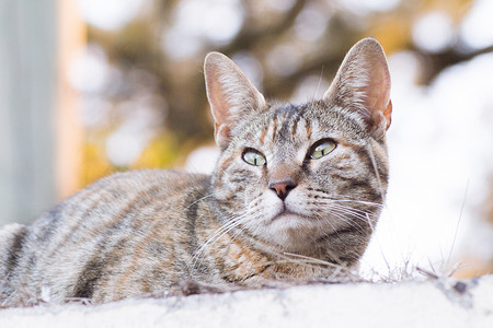 花猫脸塔比猫躺在草地上猫眼说谎猫科动物荒野哺乳动物虎斑条纹捕食者小猫眼睛背景