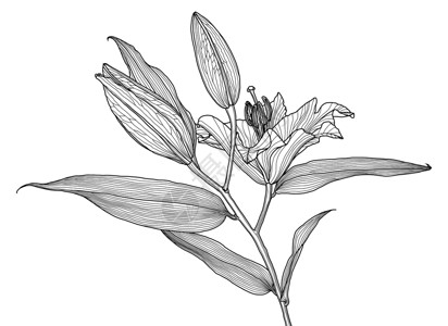 带叶和芽的百合花的逼真线性图绘画花瓣植物雄蕊黑与白线条艺术植物群矢量打印背景图片