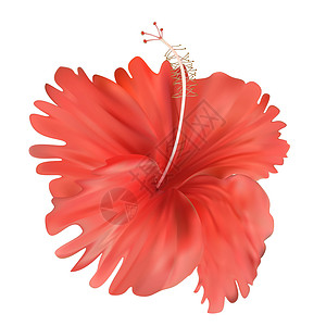 在白色背景隔绝的桃红色芙蓉花 它制作图案矢量红色剪裁橙子花头木槿玫瑰热带插图绿色叶子插画