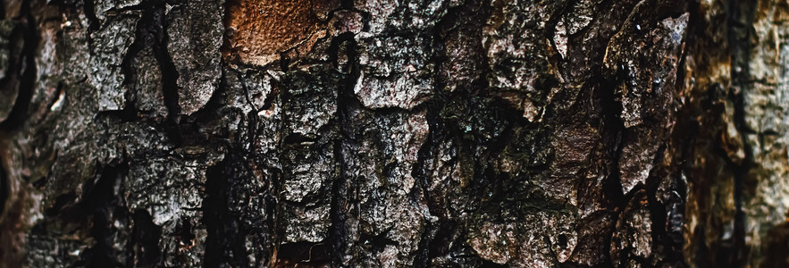 天然木树纹理作为木制背景环境和自然松树森林树木植物橡木皮肤奢华木头树干宏观背景图片