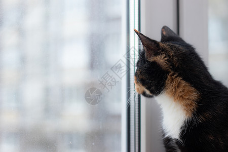 美丽的彩色猫坐在窗台上 看着窗外 关于宠物的文章 关于动物类的文章休息玻璃虎斑房间窗户好奇心猫咪小猫头发毛皮背景