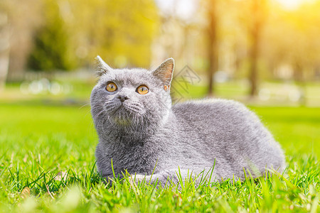 它是一只猫灰猫躺在草坪上 宠物散步 宠物害怕街道 一篇关于遛猫的文章 一篇关于对流浪宠物的恐惧的文章 英国品种猫 在冠状病毒期间遛动物 走背景