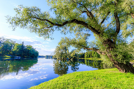 夏天的晚上在公园里有一个湖 夏季景观 俄罗斯的性质 维护良好的公园 晚上的光滑度 水中的倒影职业湖水树木晴天地平线旅游季节蓝色远全景高清图片素材