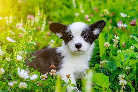 这只狗是草丛中的柯基小狗 小狗坐在草地上看着镜头 宠物 美丽可爱的狗 印刷产品照片狗的概念 黑与白小狗狗高清图片素材
