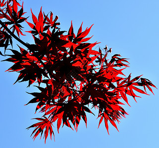 宏碁日本的红叶特写植物群衬套季节环境植物学橙子公园森林树叶植物背景