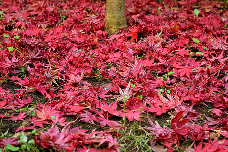 宏碁日本枫叶特写镜头与经典秋天颜色环境植物群森林树叶衬套公园橙子掌心季节墙纸背景