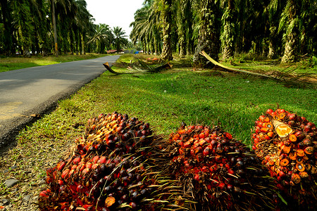 森林砍伐后油棕榈种植园的景象生态推土机农业栖息地木材食物破坏林业木头气候雨林高清图片素材