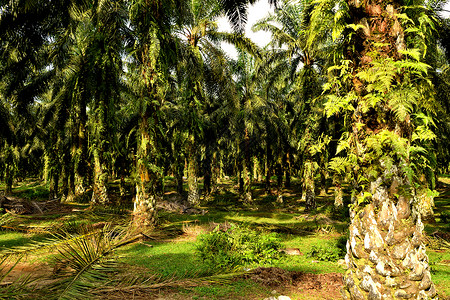 森林砍伐后油棕榈种植园的景象环境破坏食物生态植物农业记录地球损害气候亚马逊高清图片素材