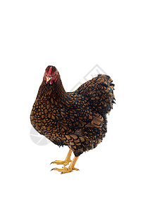 白底鸡蛋金色带条的白皮血统家禽后院白色黑色工作室羽毛脚鸡动物母鸡背景图片