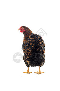 白底鸡蛋金色带条的白皮农业白色系带羊群家禽家畜脚鸡黑色血统羽毛背景图片