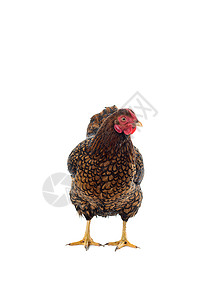 白底鸡蛋金色带条的白皮系带羽毛母鸡脚鸡工作室家禽血统农业黑色农场背景图片