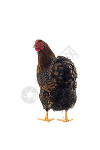 白底鸡蛋金色带条的白皮农场动物工作室羽毛农业家禽系带羊群黑色血统背景图片