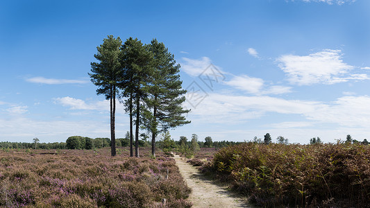 荷兰自然保护区 Den Treek 的一条小路 穿过五颜六色的石南花景观 那里有大刺树 蕨类植物 蓝天和云彩背景图片