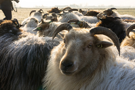 在冬天的风景中 一只羊把头抬高在牛群之上草地农村场地牧场国家哺乳动物库存农民人群农业树高清图片素材