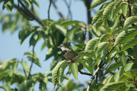 男性普通麻雀过路人家禽 紧闭在一棵树上 坐在阳光下的一根树枝上 有蓝色的天空羽毛房子花园叶子脸颊荒野翅膀粮食生态板栗背景图片