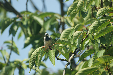 男性普通麻雀过路人家禽 紧闭在一棵树上 坐在阳光下的一根树枝上 有蓝色的天空账单野生动物羽毛板栗生态粮食翅膀花园脸颊荒野背景图片