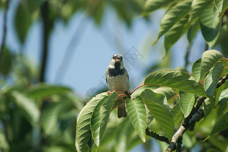 男性普通麻雀过路人家禽 紧闭在一棵树上 坐在阳光下的一根树枝上 有蓝色的天空粮食板栗房子荒野翅膀生态野生动物羽毛花园账单背景图片