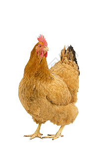鸡品种一只新罕布什尔红母鸡的肖像 站在整具身体上 被白色背景隔离血统部位家禽后院农业品种黑色女性工作室羽毛背景