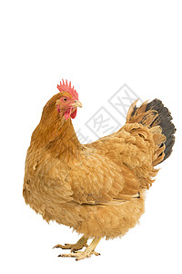 鸡品种一只新罕布什尔红母鸡的肖像 站在整具身体上 被白色背景隔离部位黑色动物后院羽毛家禽女性农业血统工作室背景