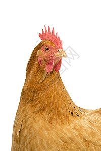 鸡品种新罕布什尔红母鸡头部的肖像 白种本底被孤立家禽女性黑色农场血统动物红色白色品种羽毛背景