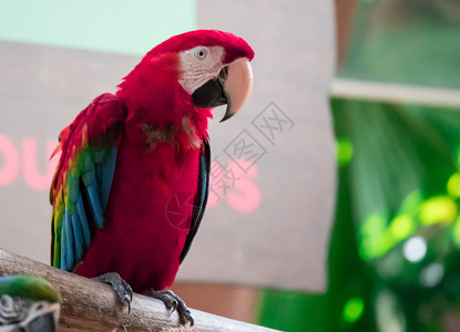 来自哥斯达黎加中美洲森林的大型多彩美丽的大鹦鹉蓝色红色金刚鹦鹉丛林羽毛宠物鸟类热带野生动物荒野背景图片