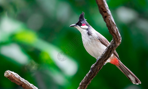 雀形目鸟类红口耳鸟是在亚洲发现的过路鸟荒野白色发泄羽毛通风雀形野生动物黄色黑色绿色背景