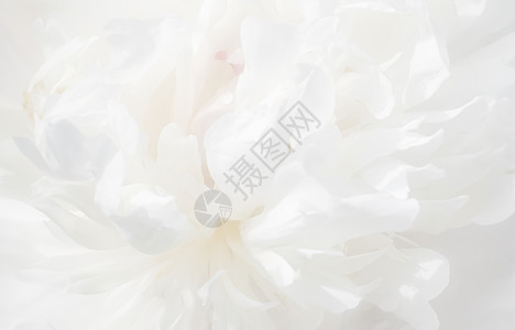 花园里盛开的花瓣卡片植物框架风格白花背景装饰牡丹粉红色问候语背景图片