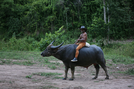 骑着牛牧童农民在农村的田野上骑着水牛 泰国乡村的这种生活方式泰国人背景