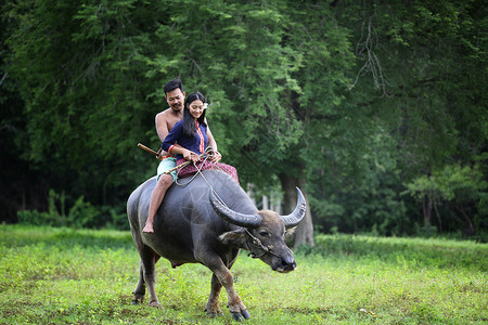 骑着牛牧童泰国农村水牛服农装的一对夫妇农场主收获文化部落村庄旅行车乡村动物水牛环境山地背景