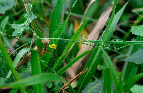 叶子和黄花与飞翔的Hoverfly 也被称为花苍蝇或yrphid苍蝇 组成昆虫家族Syrphidae六条腿高清图片素材